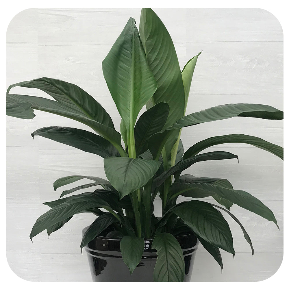 Peace Lily 'Sensation' (Spathiphyllum)