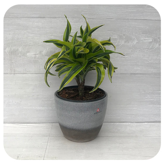 Dracaena Warneckii Lemon Lime Cane