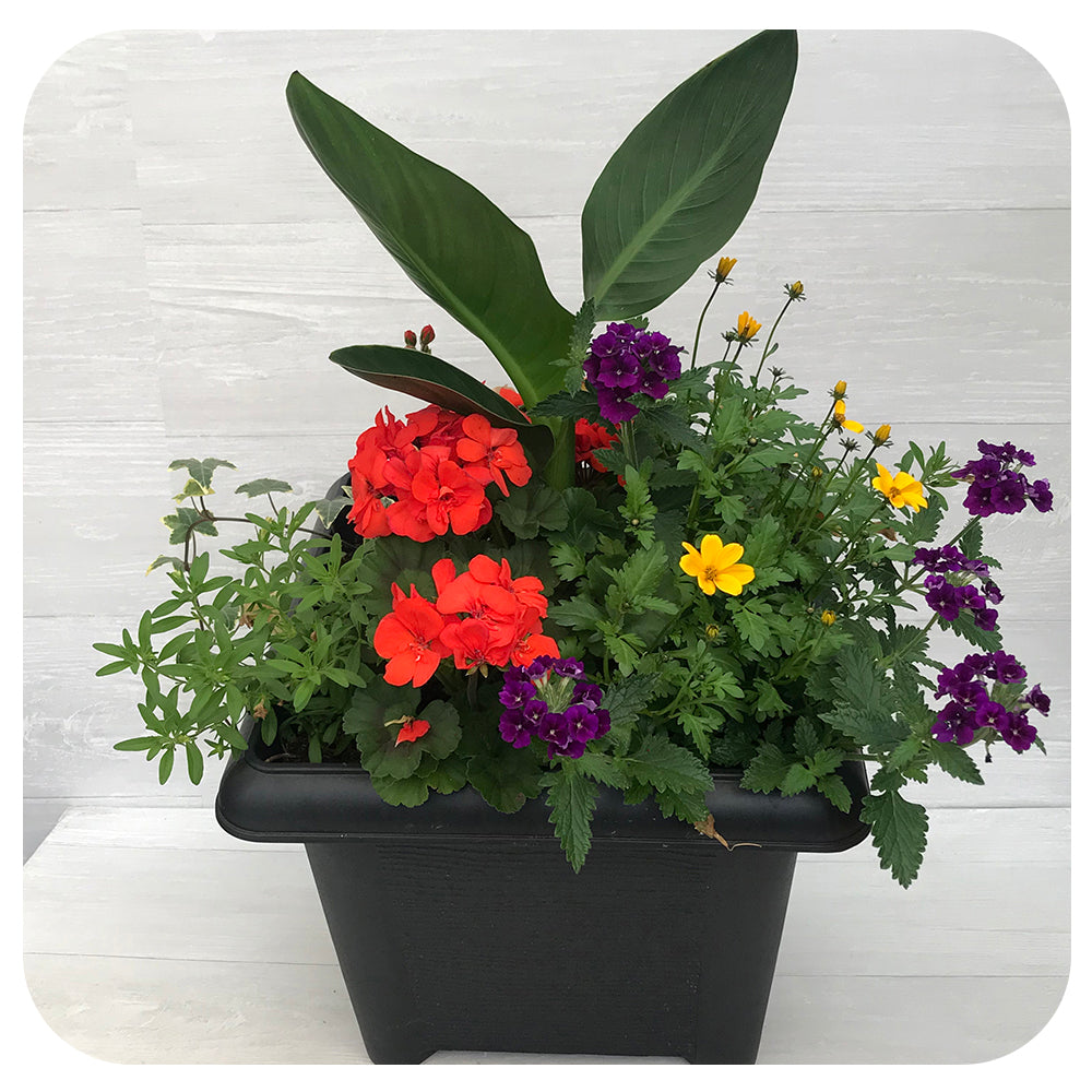 Sun arrangement Square - Orange with Cannalily