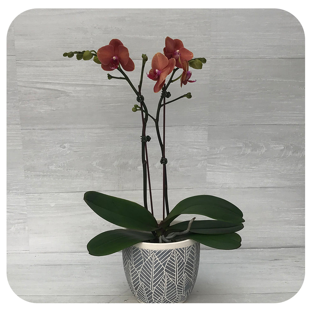 Orchid - Orange w. Purple Double (Phalaenopsis)