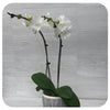 Orchid - Pure White Double (Phalaenopsis)
