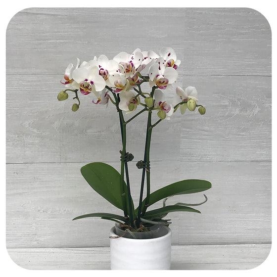 Mini Orchid - White w. Purple Speckle Double (Phalaenopsis)