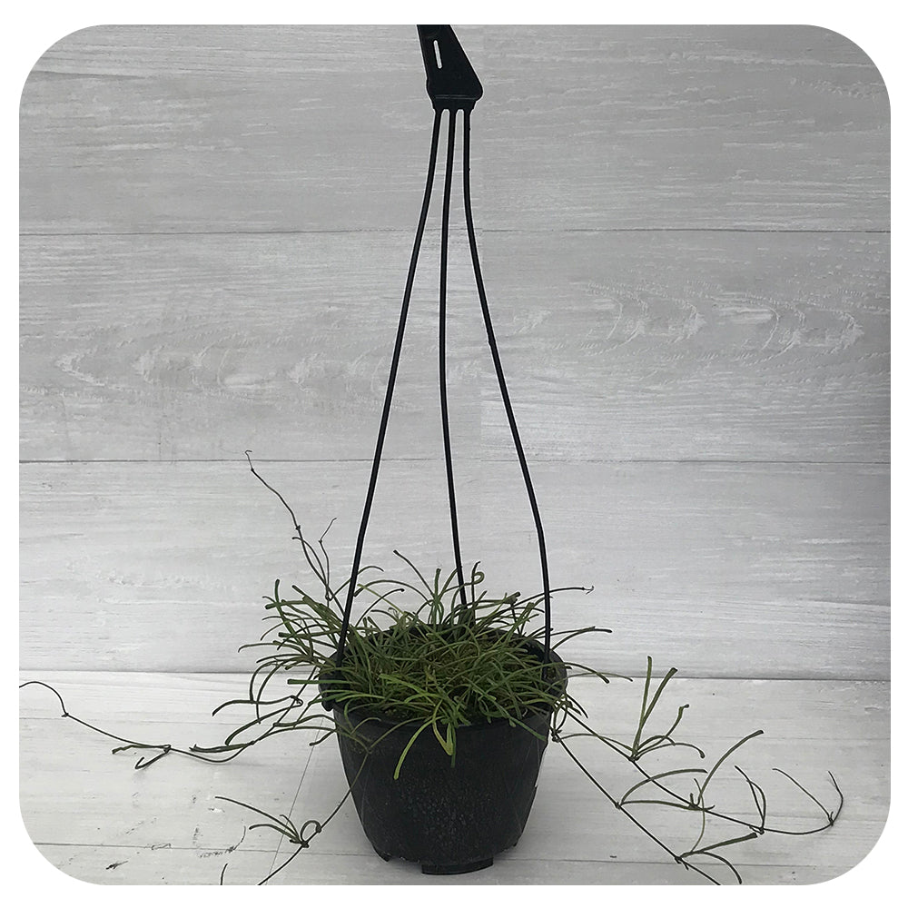 Hoya Retusa Hanging Basket