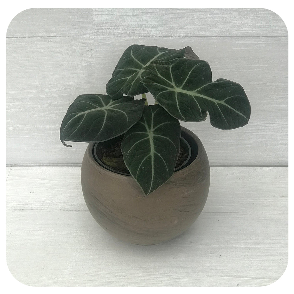 Alocasia 'Black Velvet'