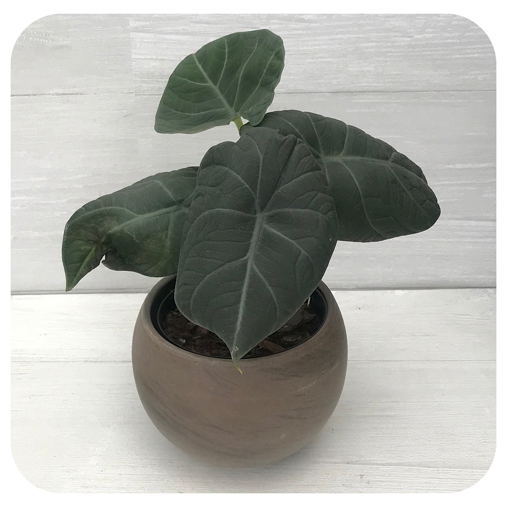 Alocasia 'Maharani'