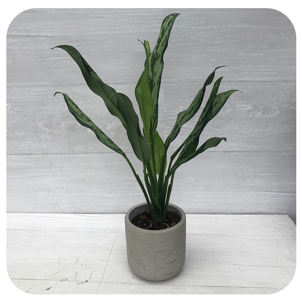 aglaonema juliette Aglaonema 'Miss Juliette'