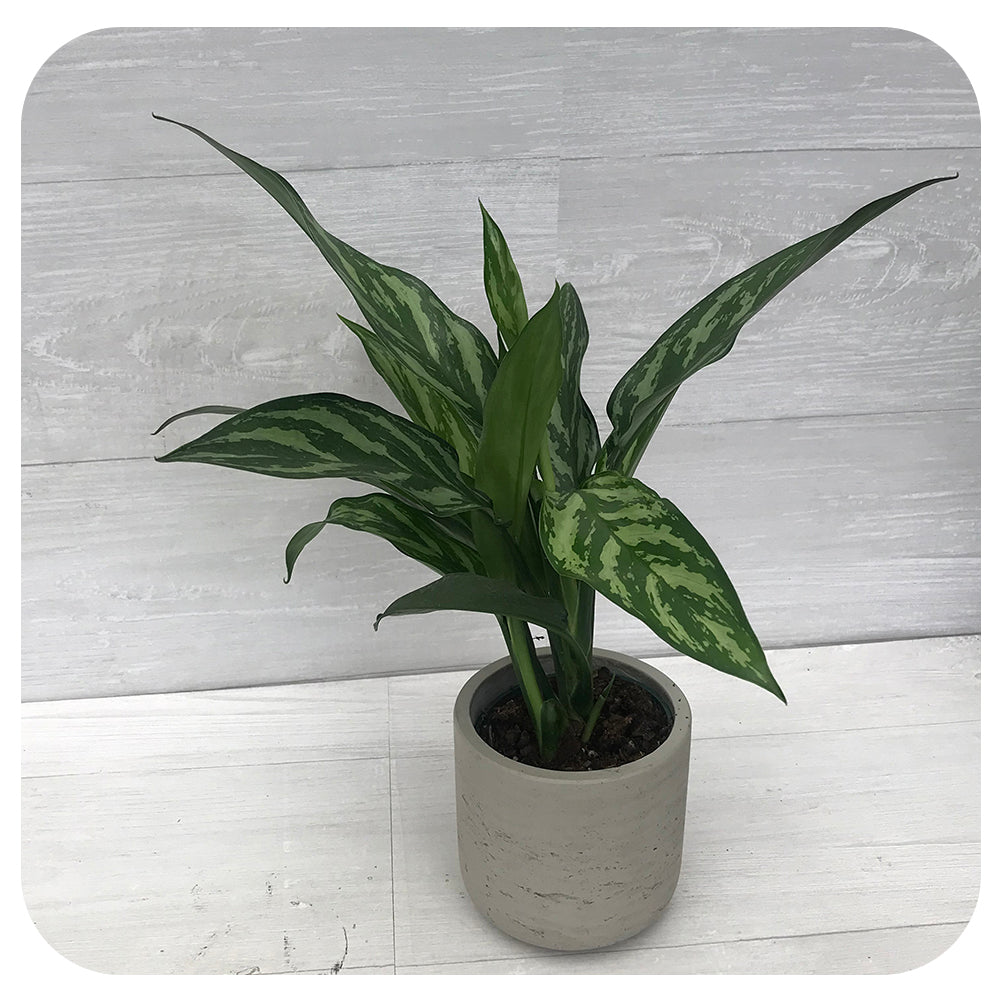 tigress aglaonema Aglaonema 'Tigress'