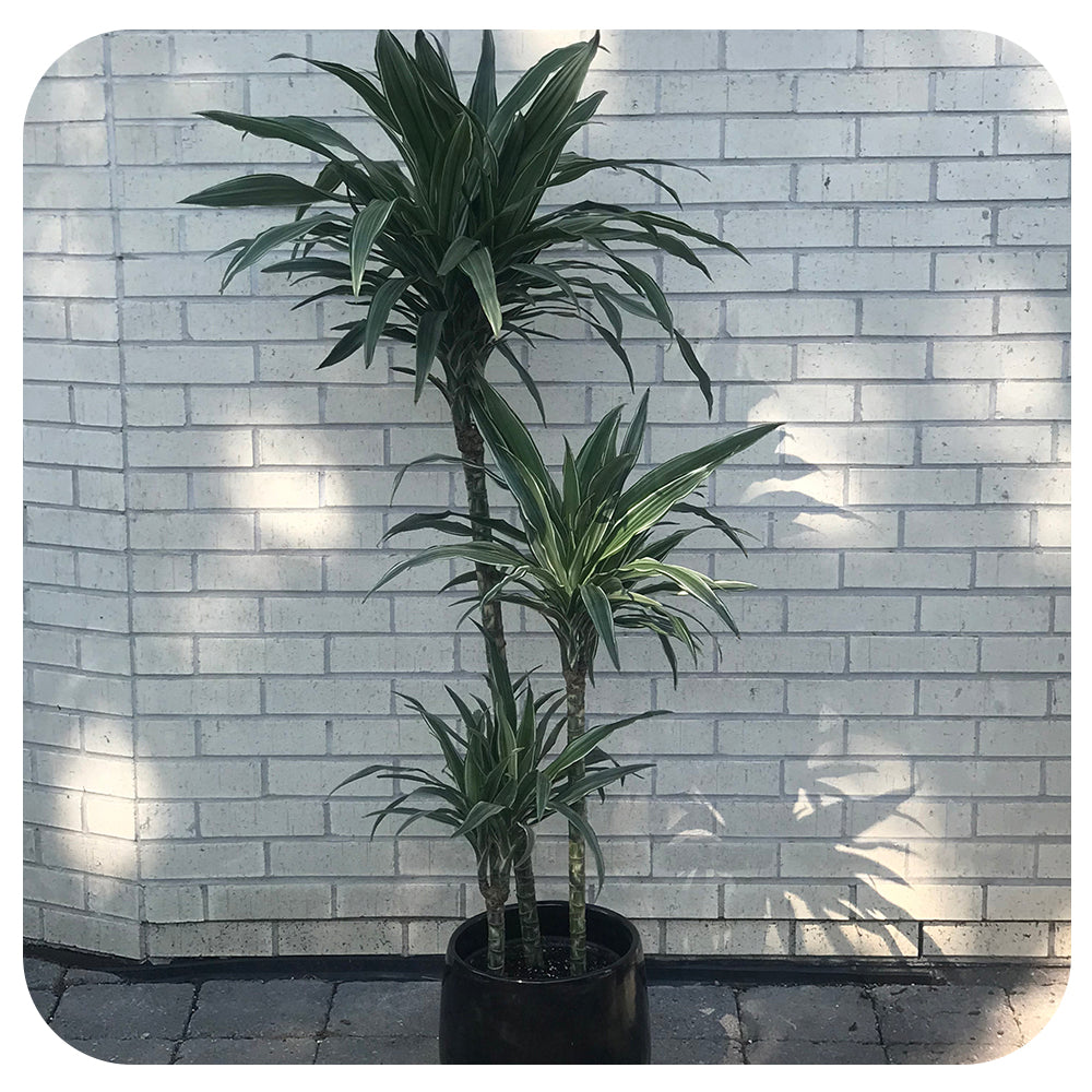 Dracaena Ulises