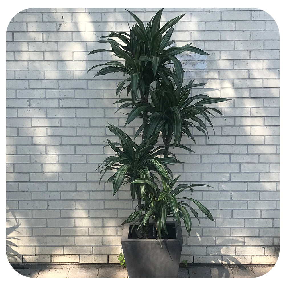 Dracaena Ulises