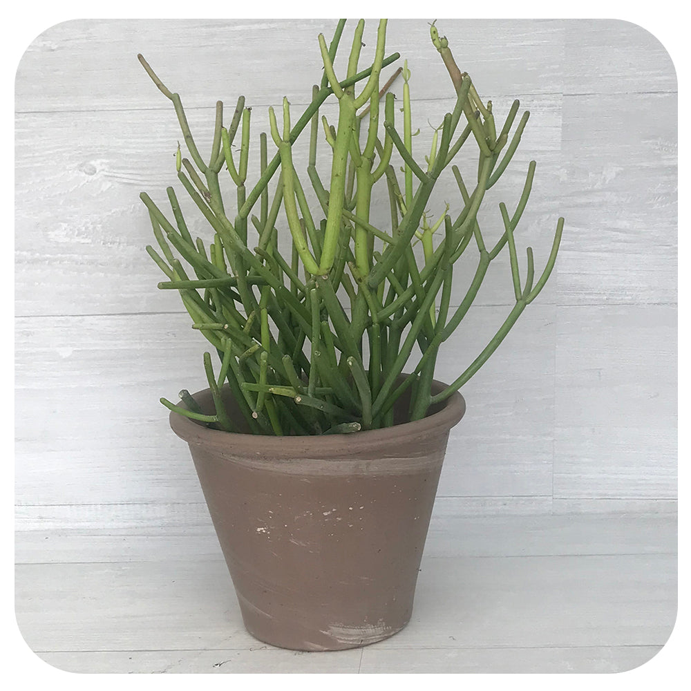 Pencil Cactus (Firestick)