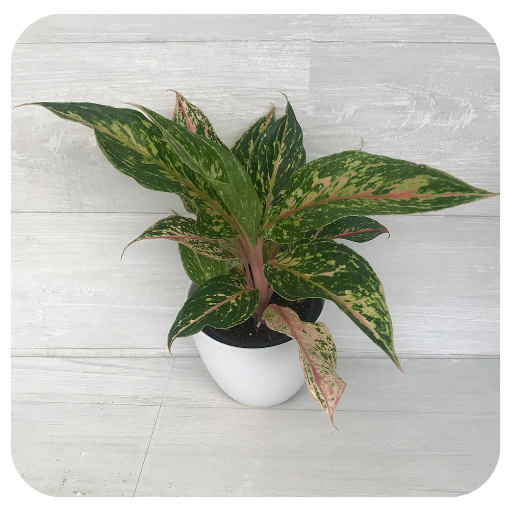Aglaonema 'Red Valentine'