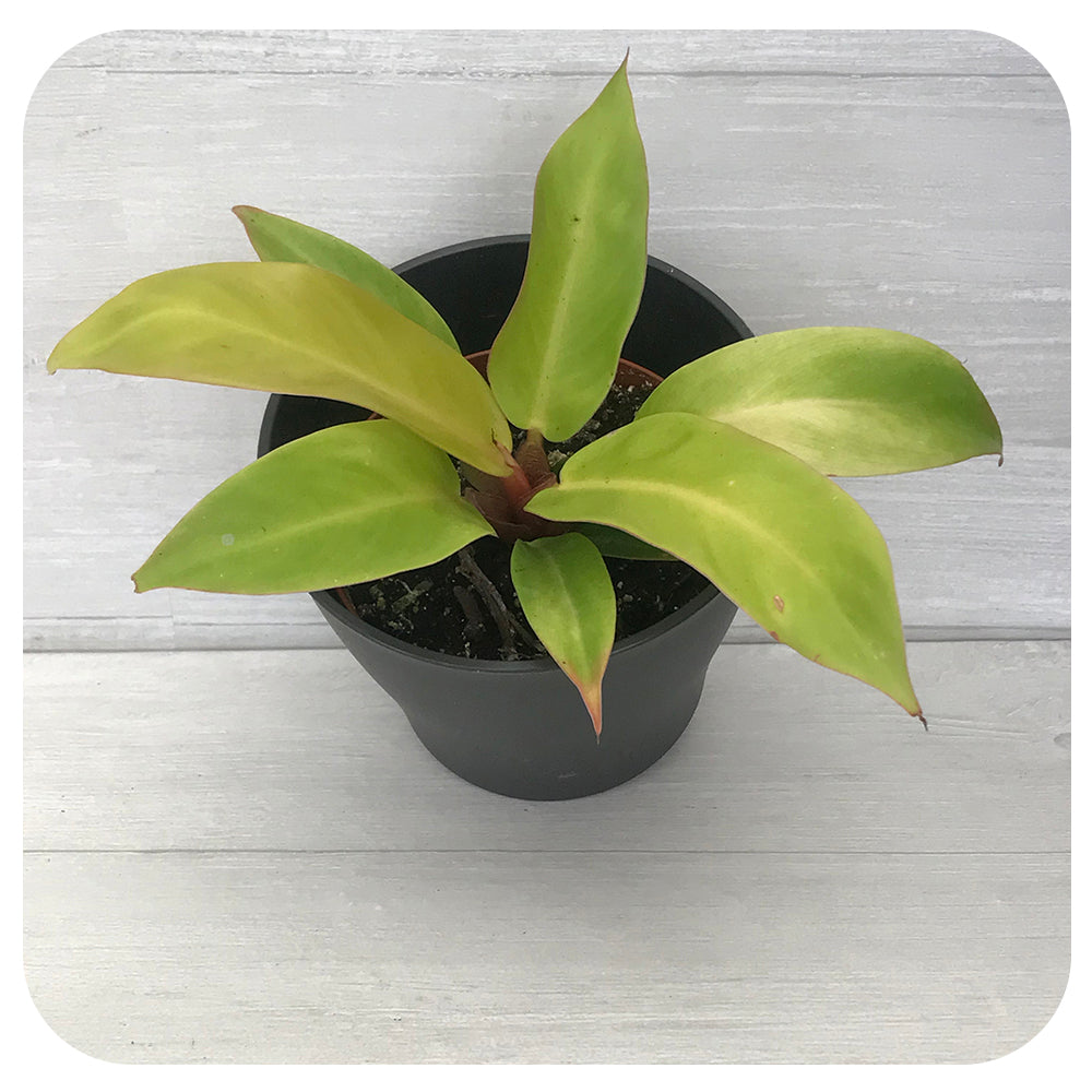 Philodendron 'Prince of Orange'