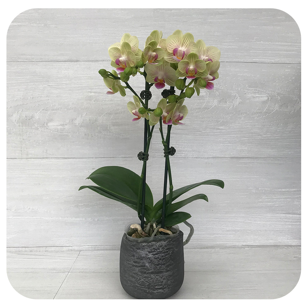 Mini Orchid - Soft Yellow with Purple (Phalaenopsis)
