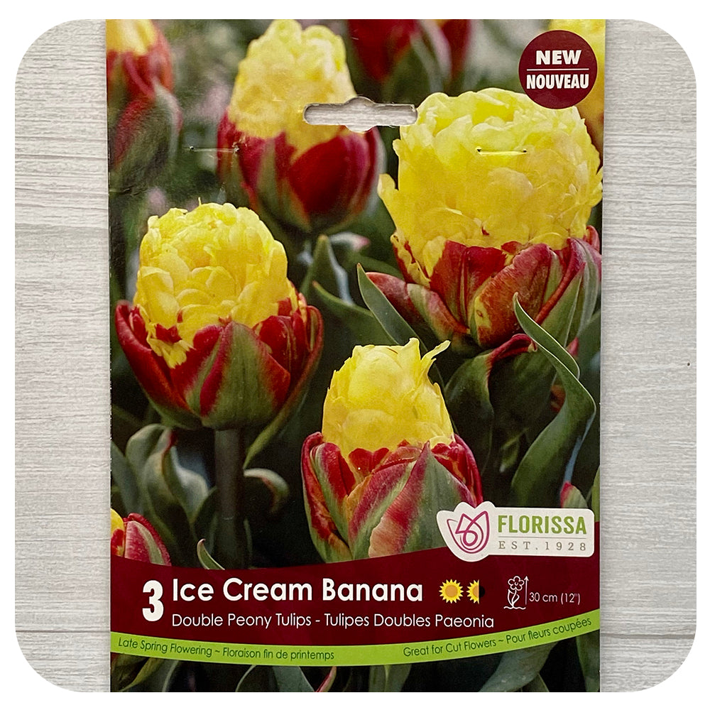 Tulip 'Ice Cream Banana'
