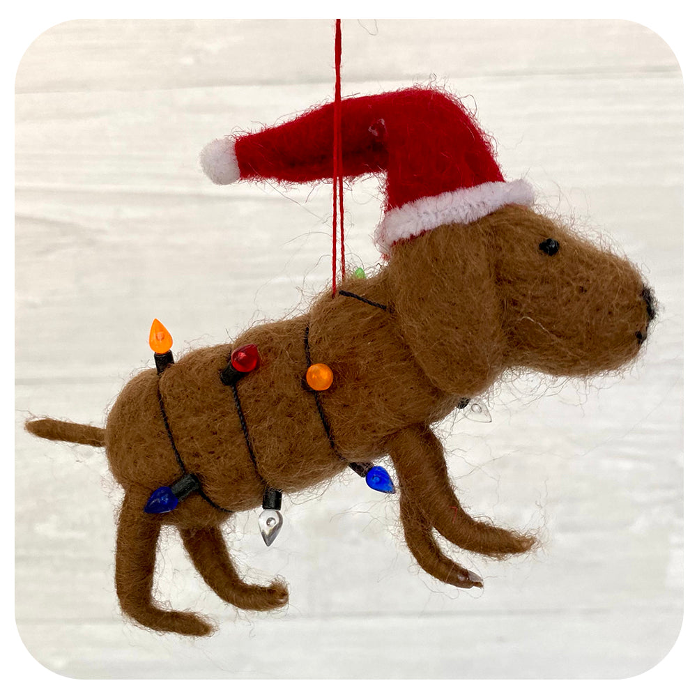 Dachshund with Lights