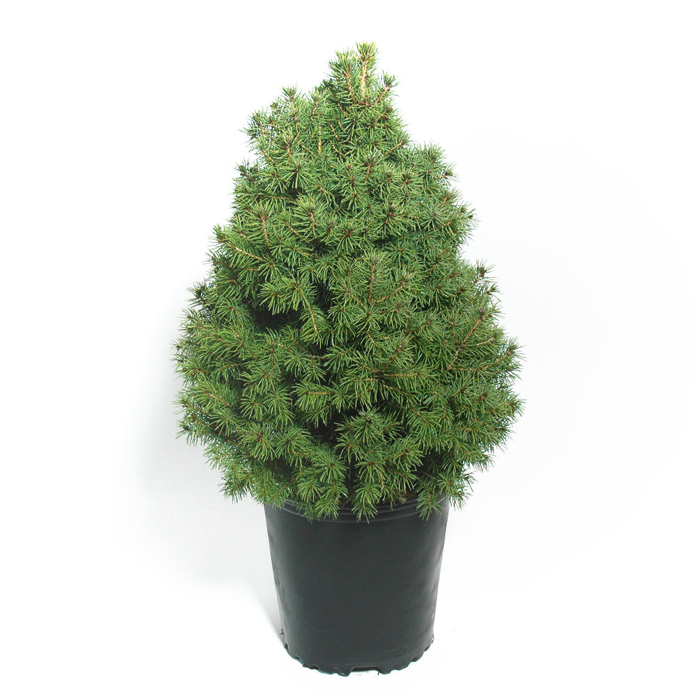 Potted Dwarf Alberta Spruce