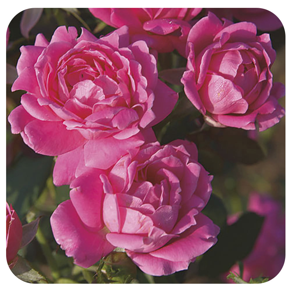 Pink Double Knock Out® by Weeks Roses - Davenport Garden Centre