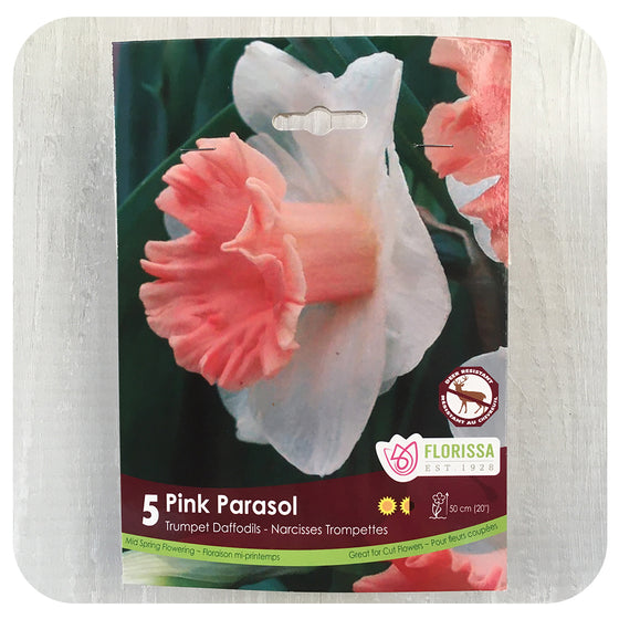 Daffodil 'Pink Parasol' (Narcissus)