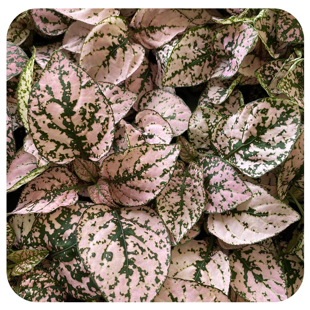 polka dot pothos Polka Dot Plant (Hypoestes)