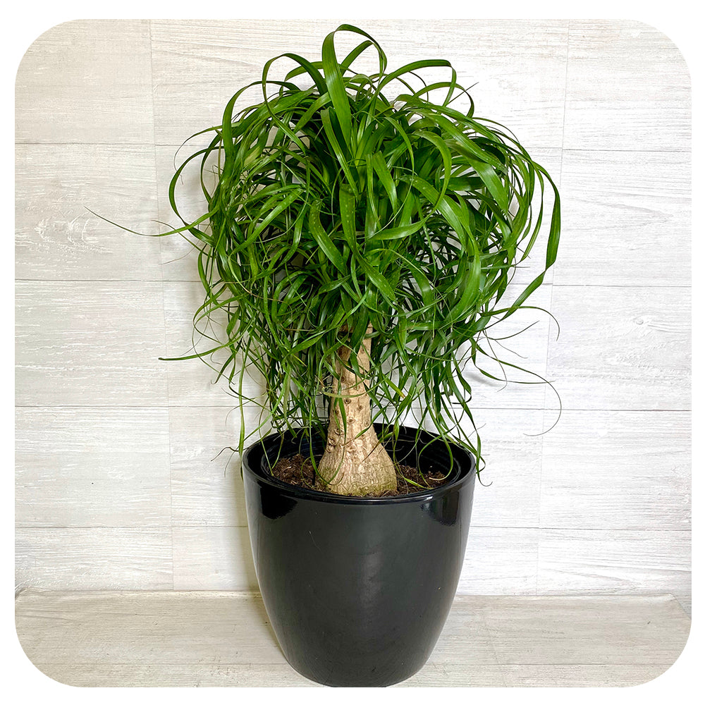Ponytail Palm (Beaucarnea recurvata)