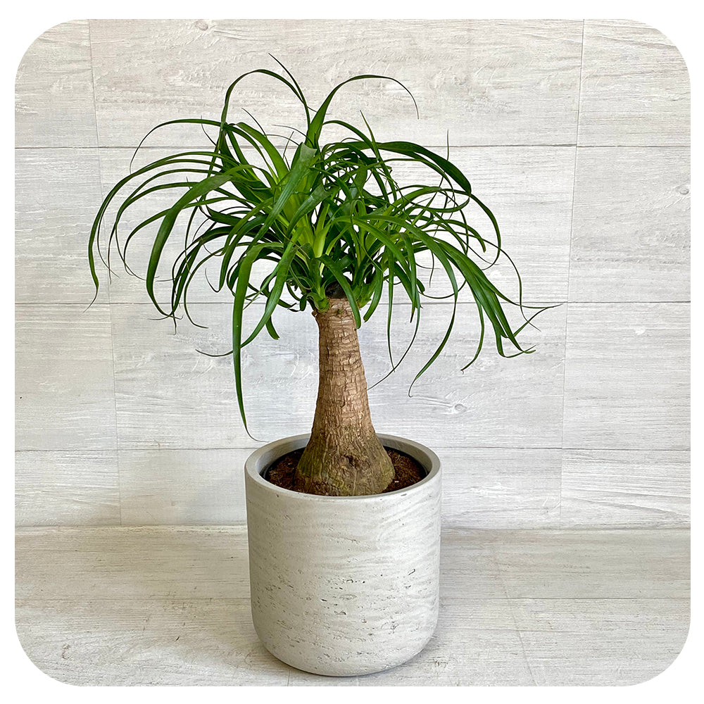 ponytail palm facts Ponytail Palm (Beaucarnea recurvata)