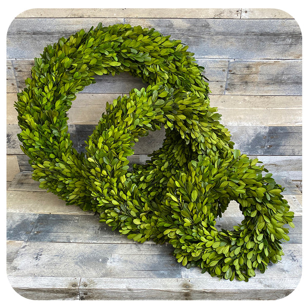 Preserved Boxwood Wreaths Davenport Garden Centre