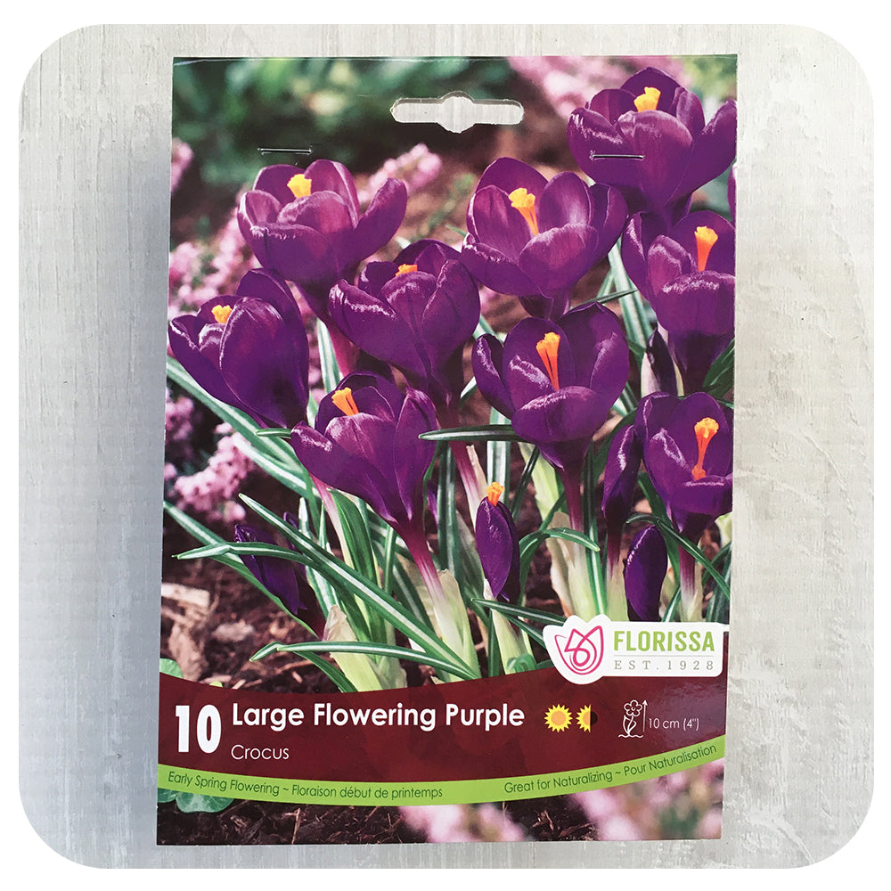 Crocus 'Purple'
