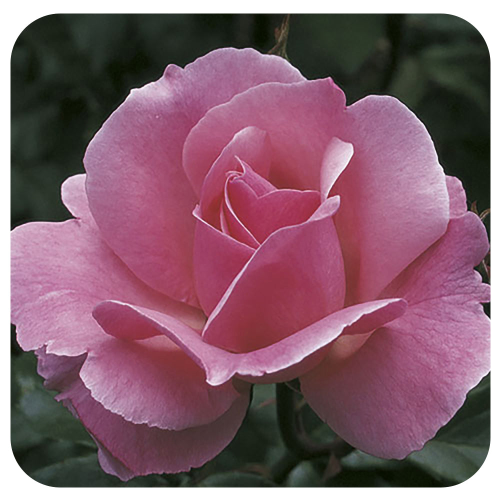 Queen Elizabeth by Weeks Roses