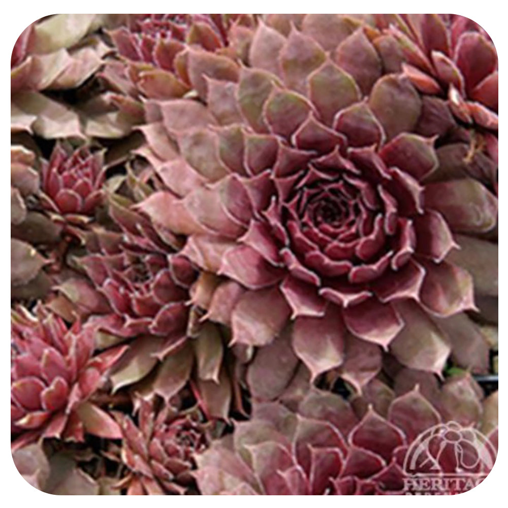 Hens and Chicks  'Royal Ruby' (Sempervivum)