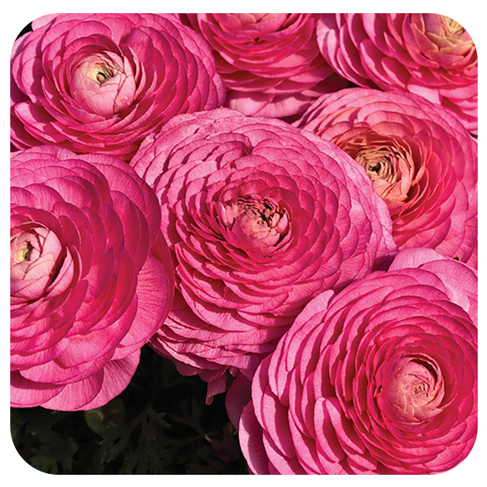 RANUNCULUS - LIGHT PINK