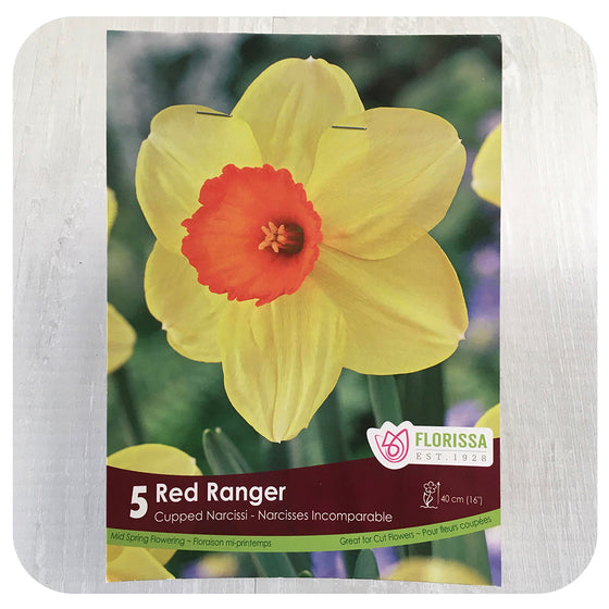 Daffodil 'Red Ranger'' (Narcissus)