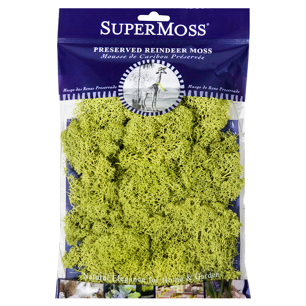 Reindeer Moss