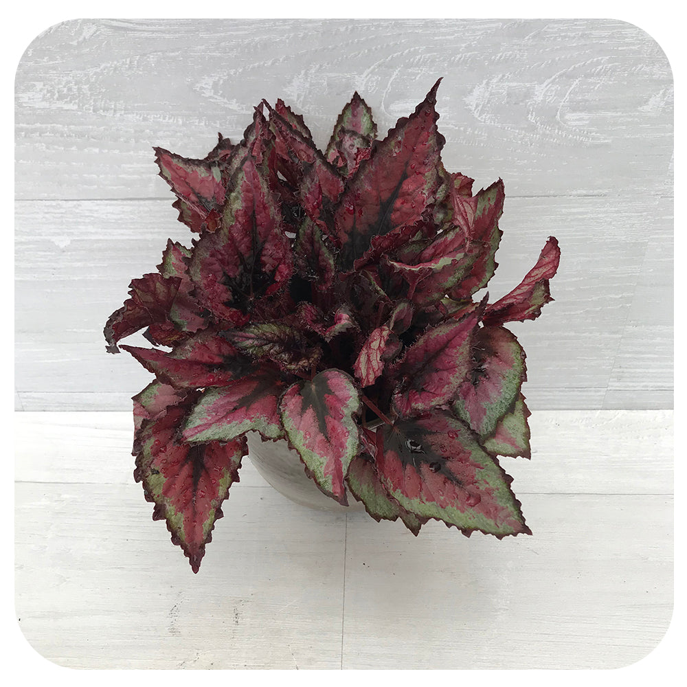 Rex Begonia - Metallic Multi