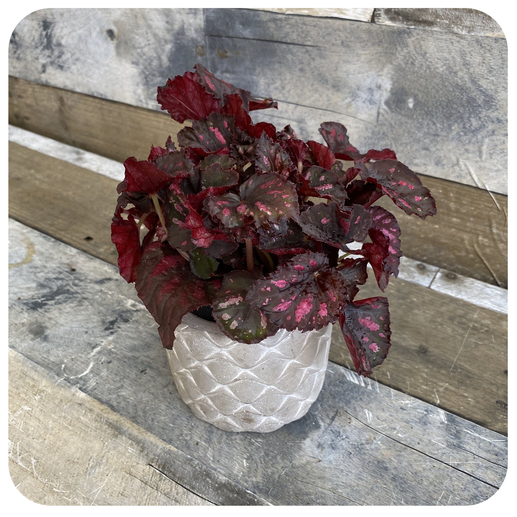 Rex Begonia - Metallic Red