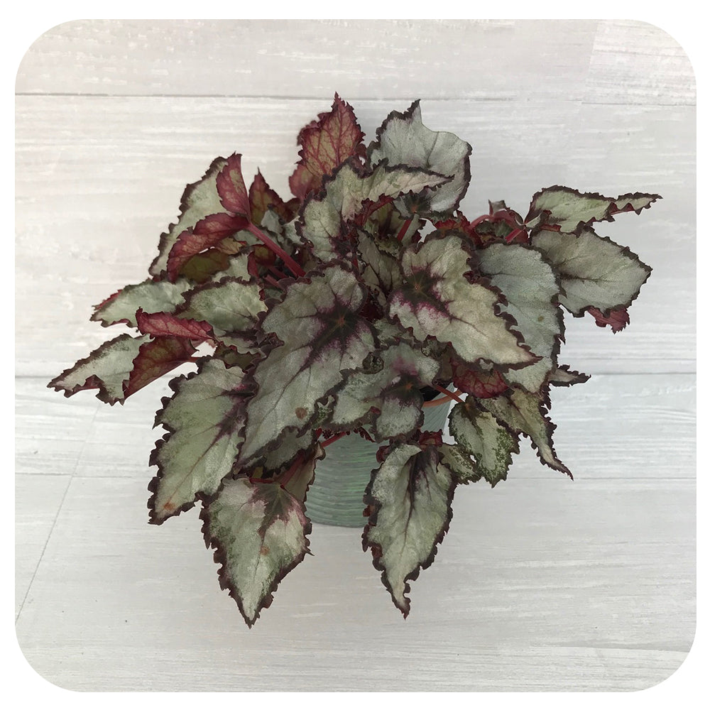 Rex Begonia - Silver
