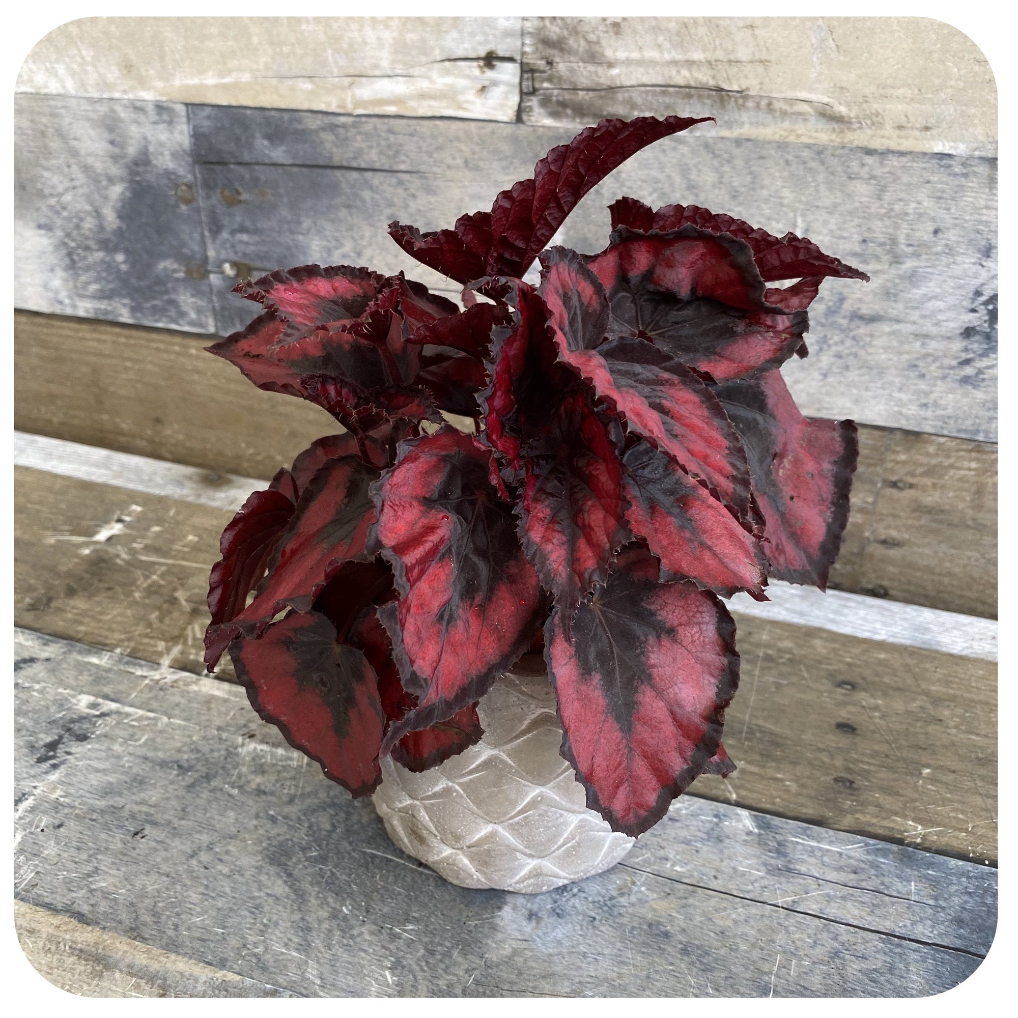 Rex Begonia - Red and Black