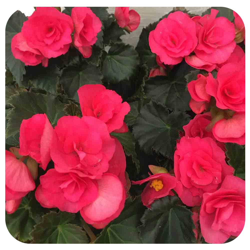 Begonia - Rieger