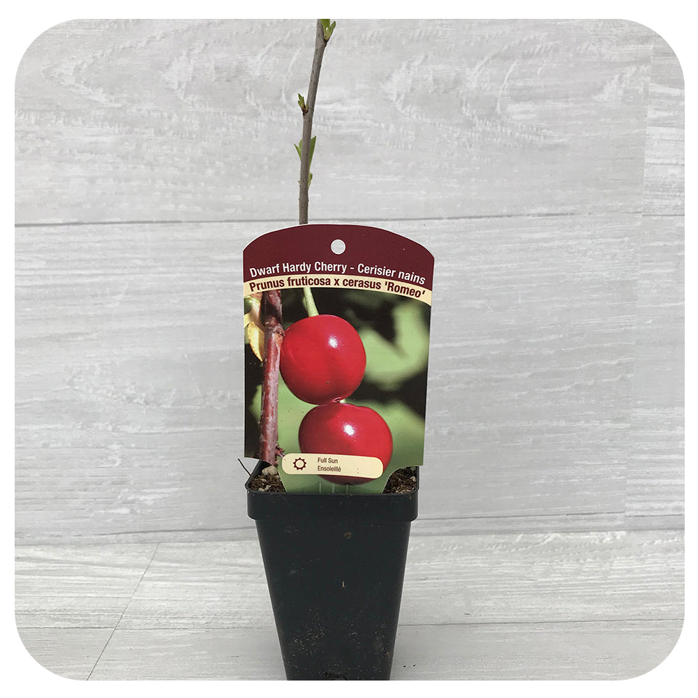 Dwarf Hardy Cherry Tree