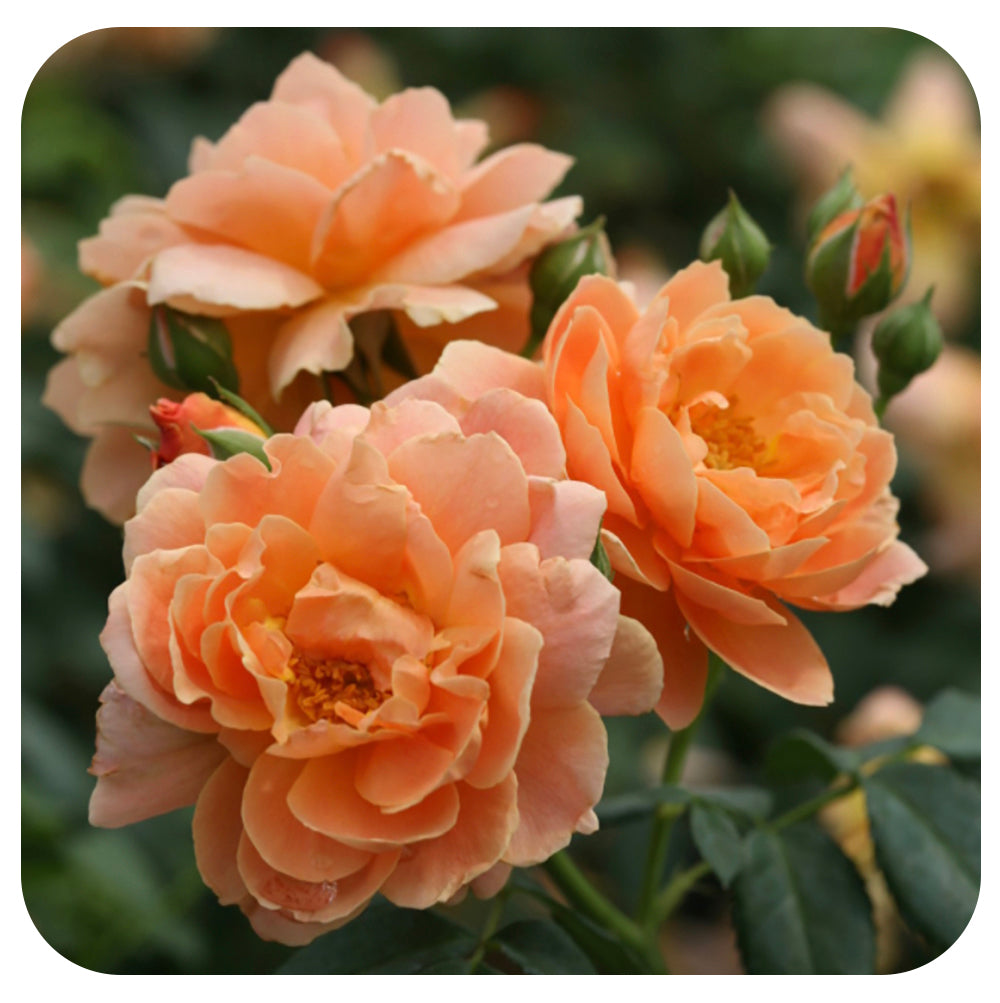 Rosa At Last by Proven Winners