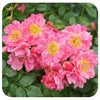 Rosa Oso Easy Double Pink by Proven Winners