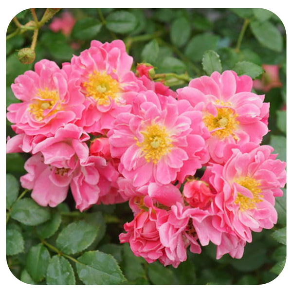 Rosa Oso Easy Double Pink by Proven Winners - Davenport Garden Centre