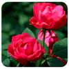 Rosa Oso Easy Double Red by Proven Winners