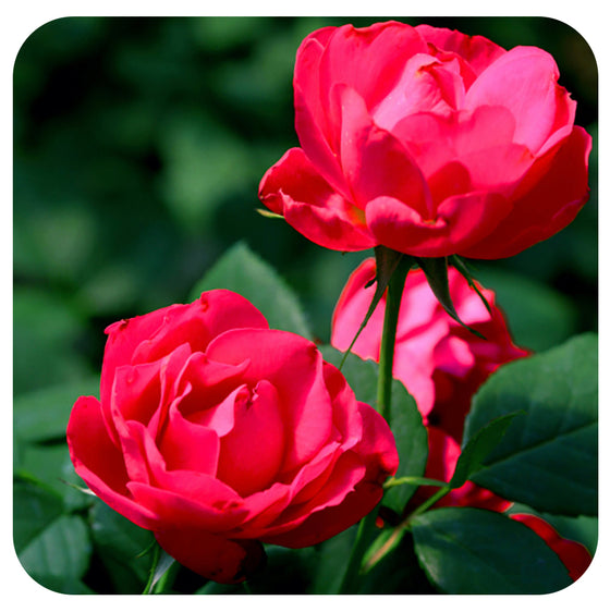 Rosa Oso Easy Double Red by Proven Winners