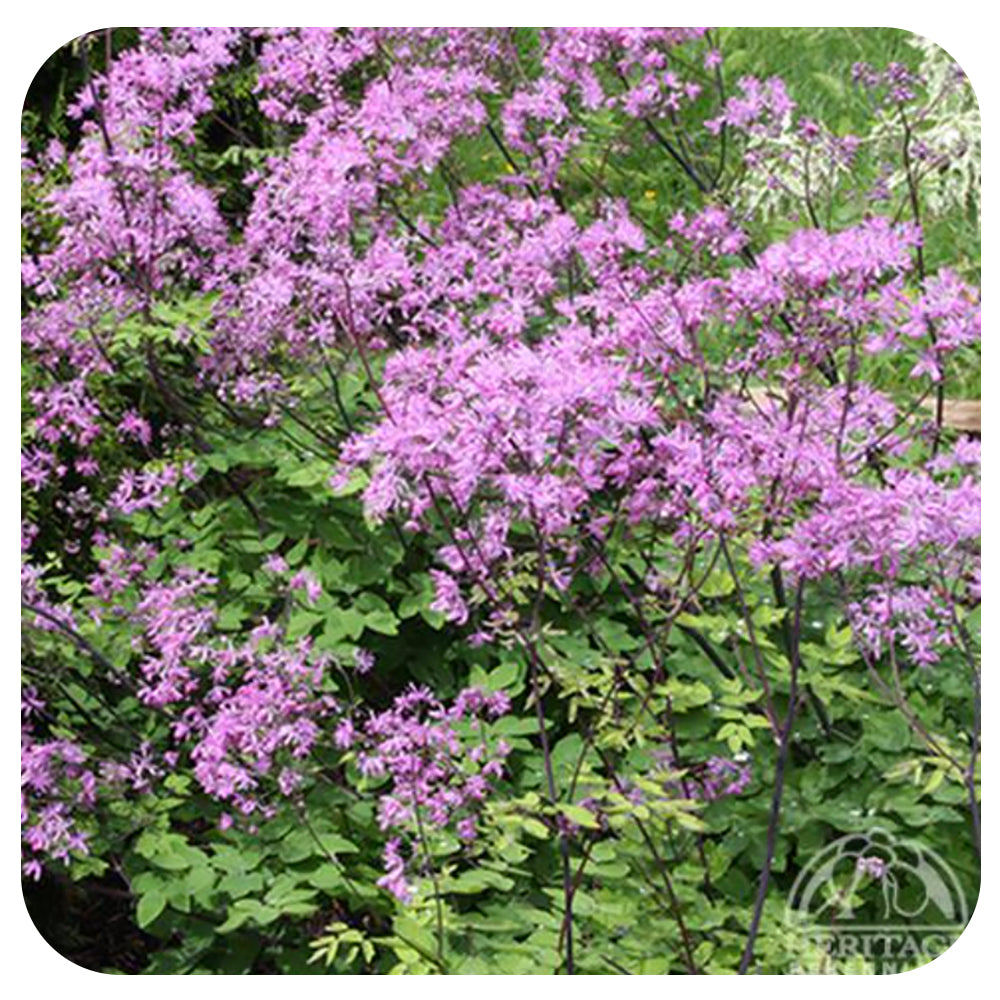 Meadow Rue ‘Black Stockings’ (Thalictrum)