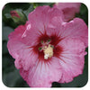 Rose of Sharon 'Ruffled Satin' by Proven Winners (Hibiscus Syriacus)