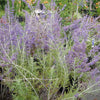 Dwarf Russian sage 'Blue Spritzer' (Perovskia Atriplicifolia)