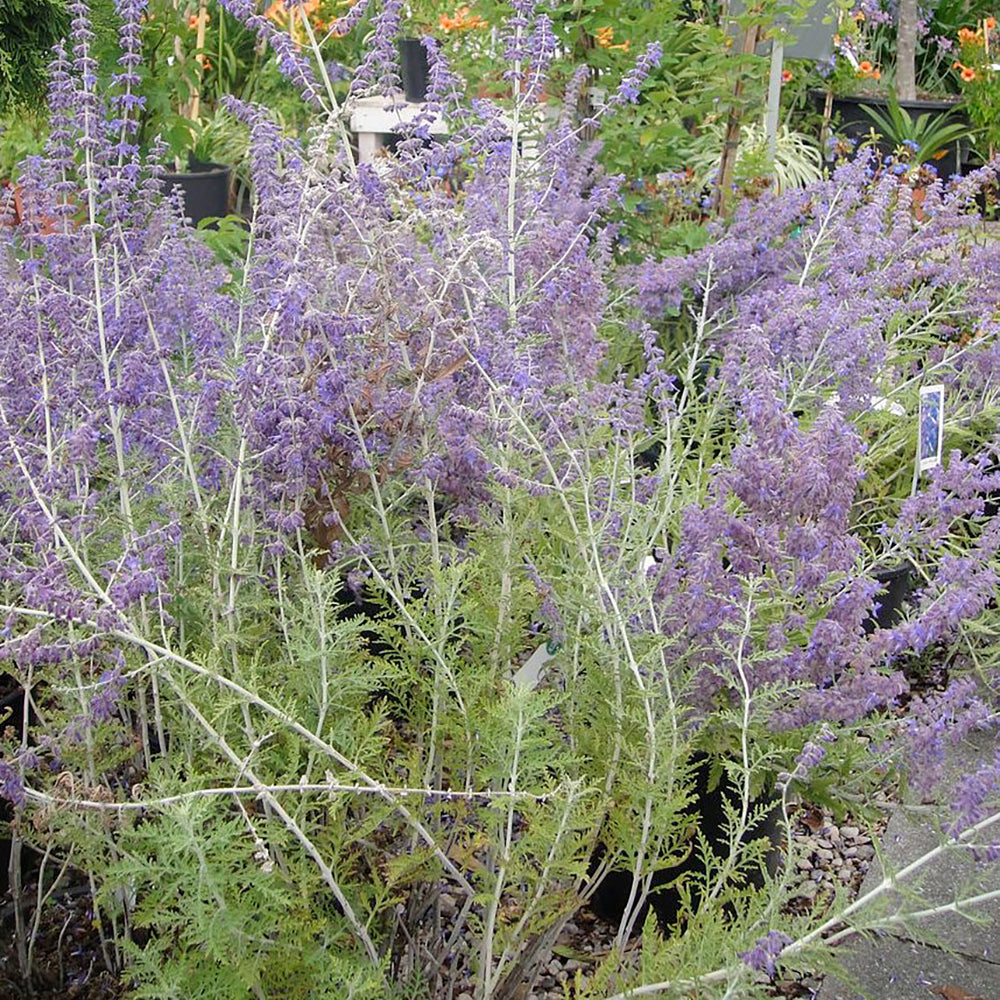 Dwarf Russian sage 'Blue Spritzer' (Perovskia Atriplicifolia)
