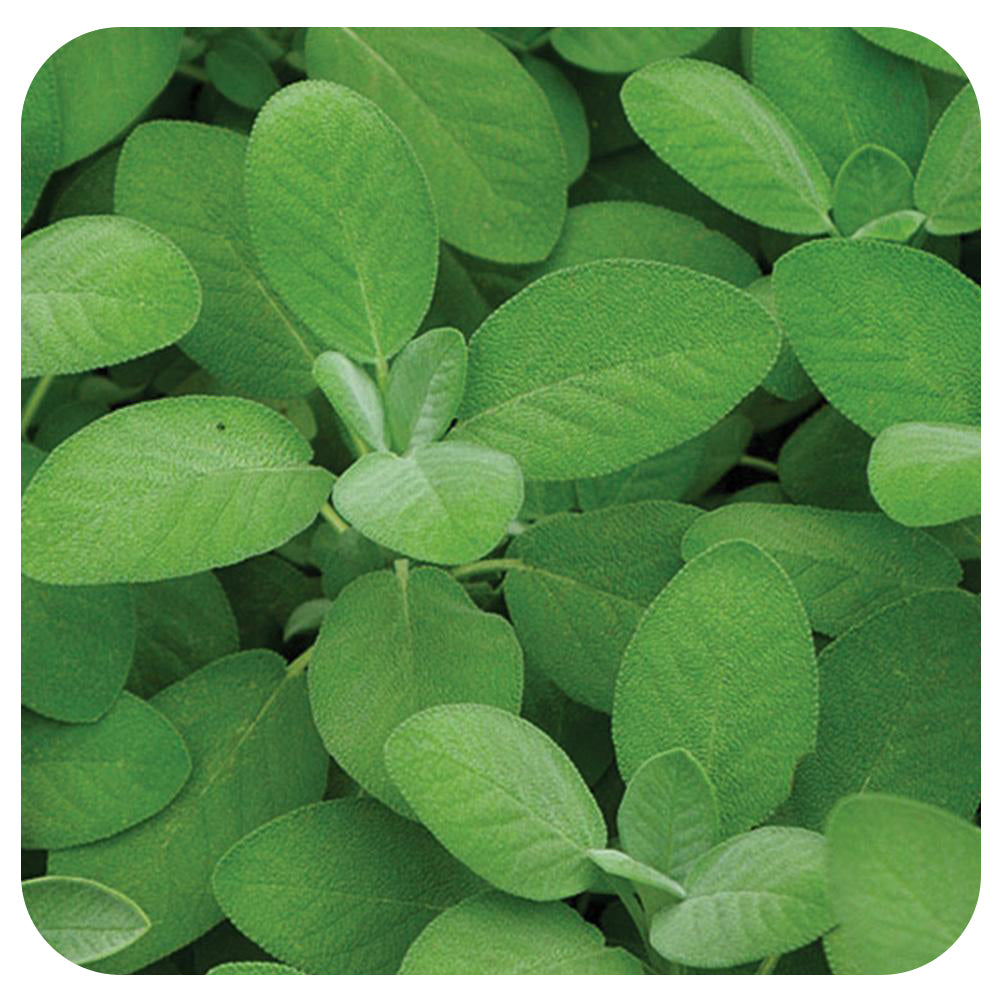 Sage - Culinary (Organic)