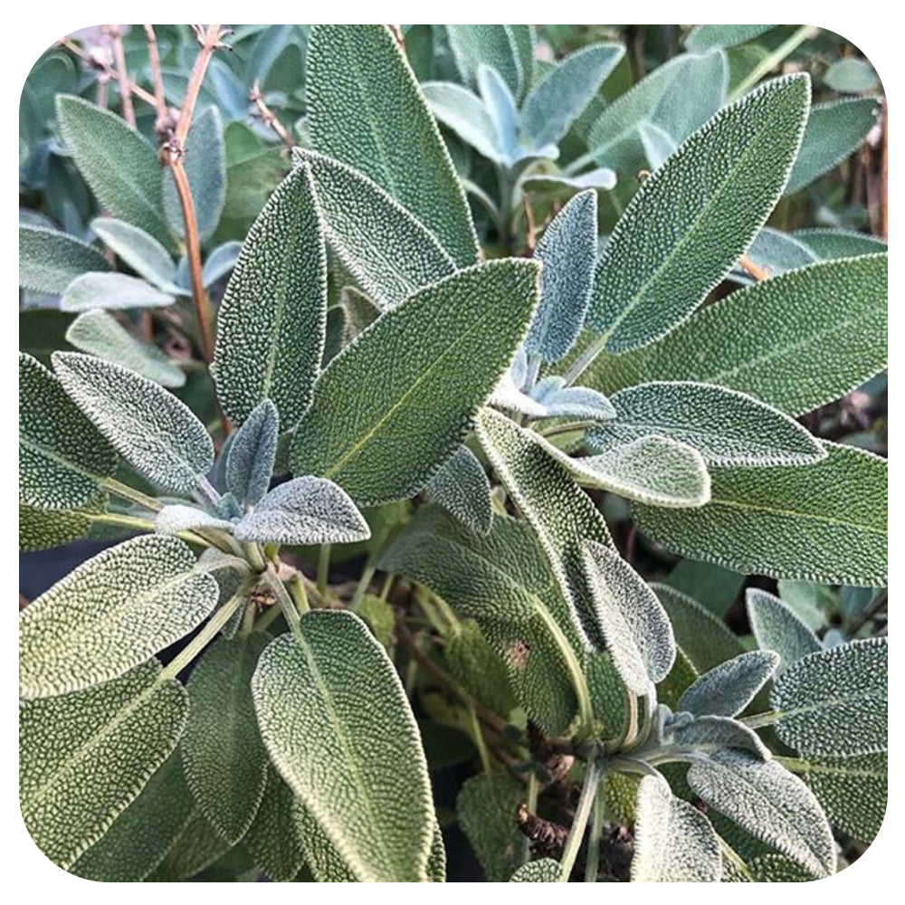 Sage Seeds (Organic)