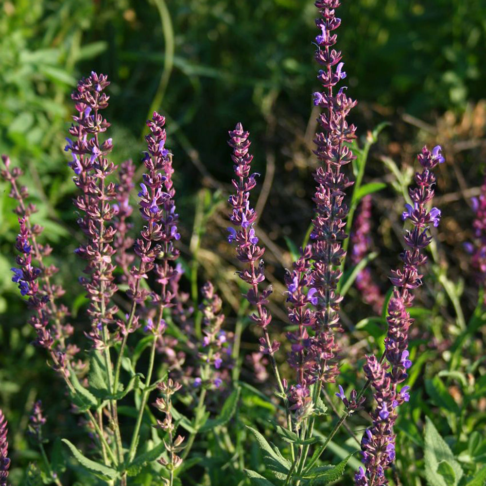 Salvia Nemorosa 'Caradonna'